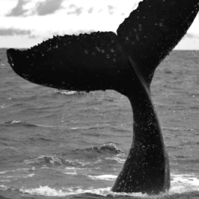 Merri Creek Anglican