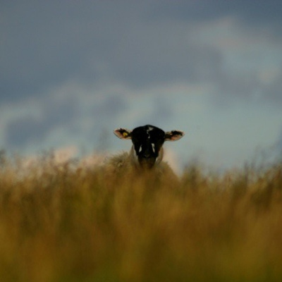 Merri Creek Anglican