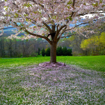 Merri Creek Anglican