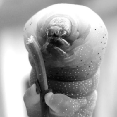 Merri Creek Anglican