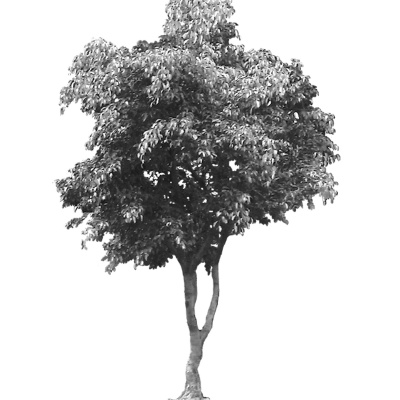 Merri Creek Anglican