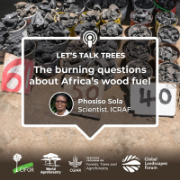 The burning questions about Africa’s wood fuel