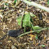 Comment exploiter durablement le bois d’œuvre en RDC ?