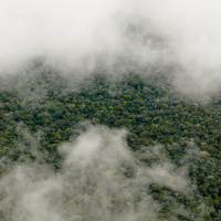 The politics of Brazil’s forestry