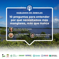 10 Preguntas Para Entender Por Qué Necesitamos Más Manglares, Más Que Nunca