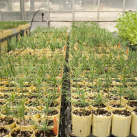 Why are forest genetic resources important?