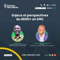 Enjeux et perspectives du REDD+ en DRC