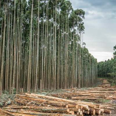 Center For International Forestry Research (cifor)