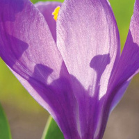 Divine Guidance from the Angels on Valentines Day