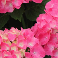 Embracing the Shadows: Learning to Love Ourselves Completely