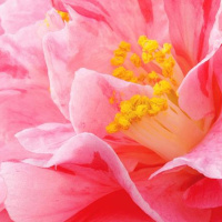 Allowing Grace and Support From Your Angels