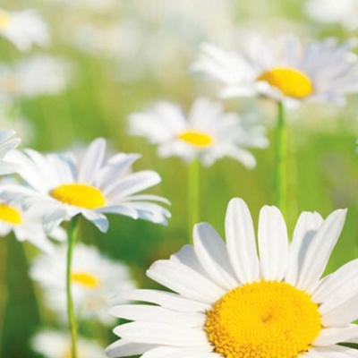 Lets Ask The Angels!