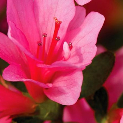 Lets Ask The Angels!