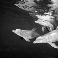 Ep. 12 Diana Reiss And Dolphin Consciousness