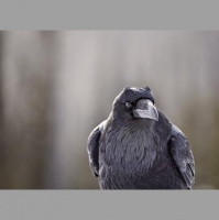 Ep 285: Ketamine and Depression, Raven Intelligence, and Those Darn Fidget Spinners