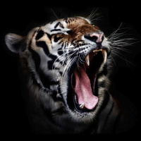 Ep 329: Beauty and the Beast: Psychological Themes