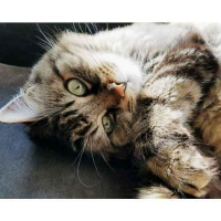 Ep317: Its So Fluffy! Cuteness Makes Us Aggressive