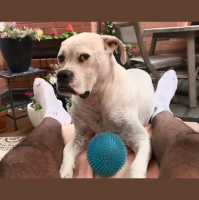 Ep 306: Why Do You Talk To Your Dog Like That? And Does It Understand You?