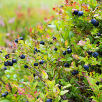 The evolution of ethnobotany