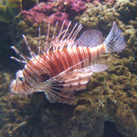 PODCAST: Cooking up Conservation