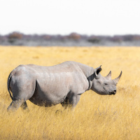 Rhino conservation in a time of crisis
