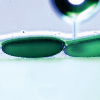 Wolbachia: Bacteria that are saving lives