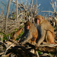 Tracking hurricane-induced aging in our genetic primate relatives