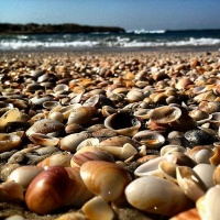 PODCAST: What shells can tell us about the world