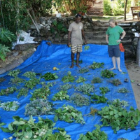 PODCAST: Call these plants by their names