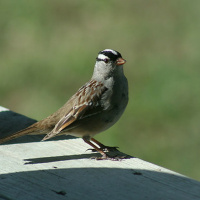 Listening to the urban choir