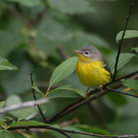 Birding provides escape for the pandemic-fatigued