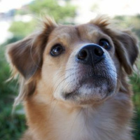 PODCAST: Dog cloning, explained