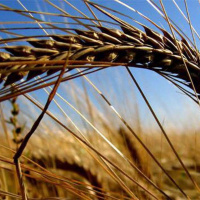 The Harvest, The Gleaning, and The Grafting