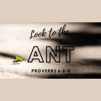 Look to the Ant