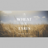 The Wheat  The Tares