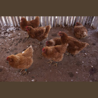 Chocolate, Chickens and Sheep in the Bolivian rainforest