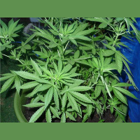 Puff Puff Pass 420, Wax ,weed an investment what you need ?