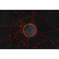 Photography Wins! Sara Bennett and Joseph O. Holmes