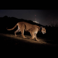 The First Frame is Mine – Big Cat Photography, with Steve Winter