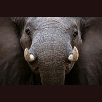 Conservation Photography with Art Wolfe and OPTIC 2017 Preview