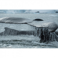 Animal Photography -- Wild and with Respect