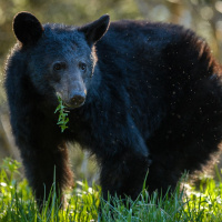 Photography and the National Parks Service Centennial