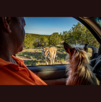 Steve Winter – The Real Tiger King