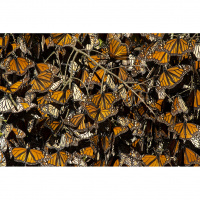 Passionate Professionals - Wildlife Photography with Ron Magill, Frans Lanting, and Paul North