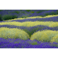 Mansions and Milestones - The Sony Alpha a7R IV 