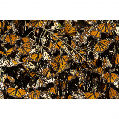 Bh Photography Podcast