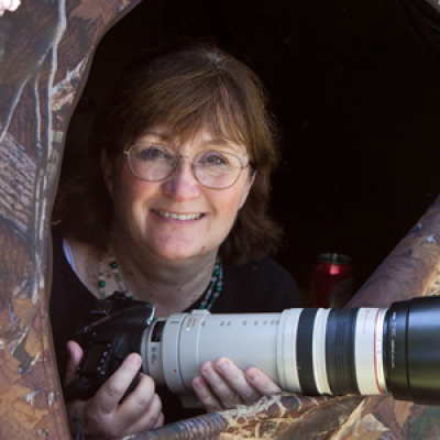 Laura Ericksons For The Birds
