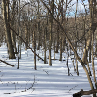 #8 Bull Hill (Mt. Taurus) Cold Springs, NY | February 18th 2017