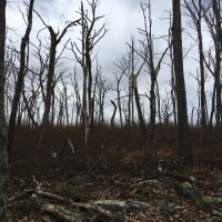 #11 Worthington State Forest Campground (Delaware Water Gap) | April 16th, 2017