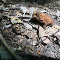 #7 Nuclear Lake (Hudson Valley Appalachian Trail) | August 27th, 2016